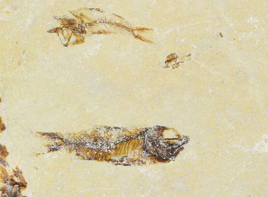 Two Cretaceous Fossil Fish (Armigatus) - Lebanon #110847